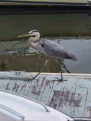 Ardea herodias