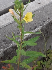 Oenothera