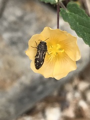 Acmaeodera neglecta neoneglecta