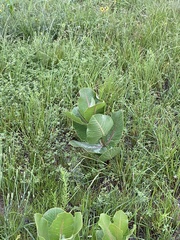 Asclepias latifolia