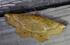 Euchlaena tigrinaria