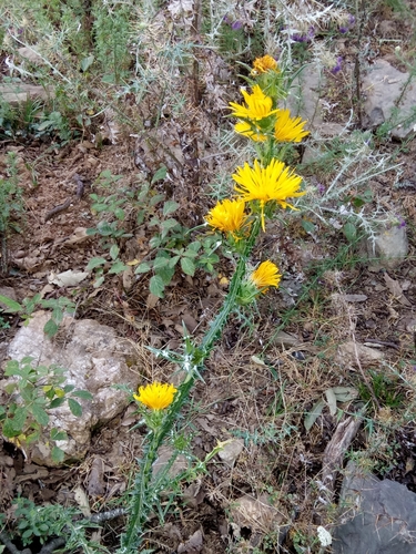 Image of Scolymus grandiflorus by (c) Karim Haddad, some rights reserved (CC BY)