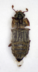 Micropeplus staphylinoides