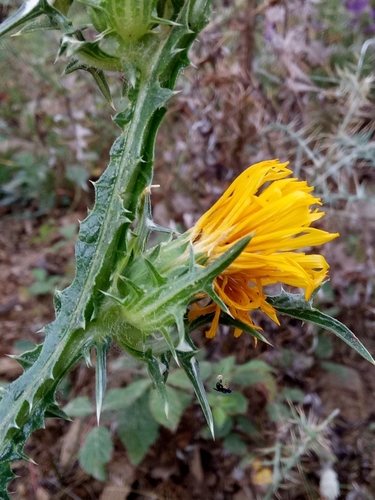 Image of Scolymus grandiflorus by (c) Karim Haddad, some rights reserved (CC BY)