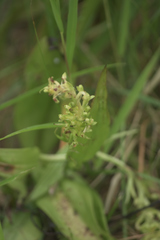 Platanthera flava