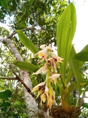 Bulbophyllum occlusum image