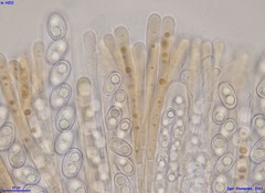 Adelphella babingtonii