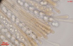 Adelphella babingtonii