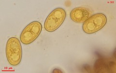 Adelphella babingtonii