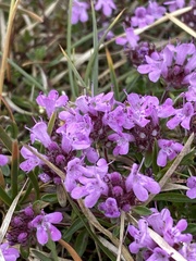 Thymus praecox britannicus