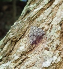 Catocala lineella