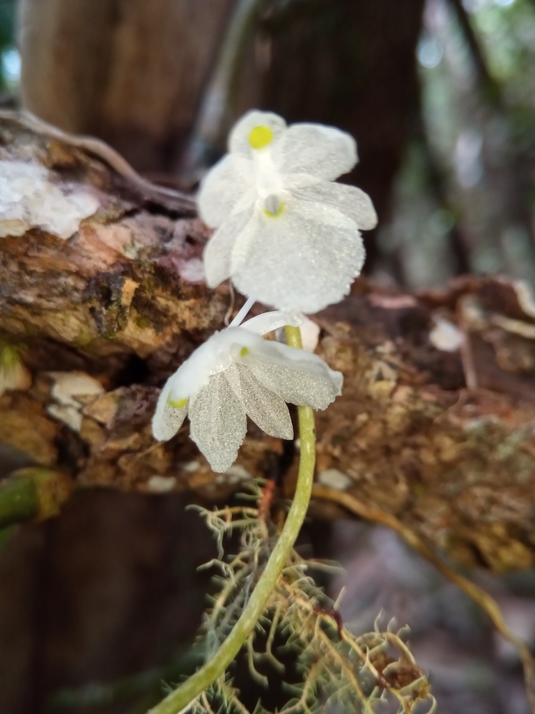 Microcoelia macrantha