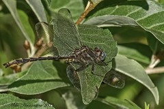Phanogomphus exilis