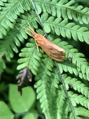Virbia opella
