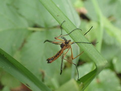 Ctenophorinae