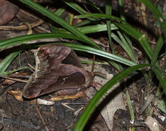 Callosamia promethea