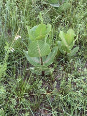 Asclepias latifolia