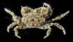 Pilumnidae