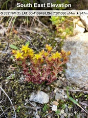 Sedum annuum