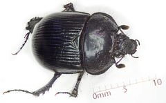 Typhaeus typhoeus