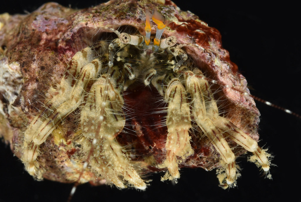 Pagurus tenuilineatus