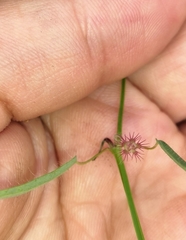 Euphorbia guadalajarana