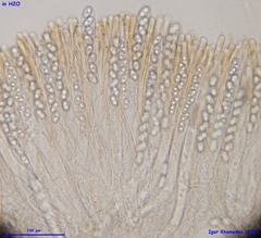 Adelphella babingtonii