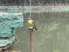 Myiozetetes similis
