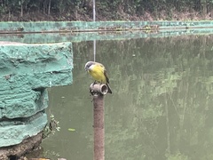 Myiozetetes similis