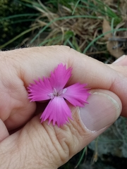 Dianthus caryophyllus