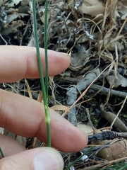 Dianthus caryophyllus