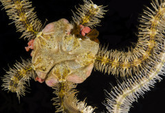 Macrophiothrix