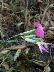 Dianthus caryophyllus