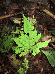 Triplophyllum dicksonioides