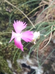 Dianthus caryophyllus