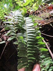 Nephrolepis rivularis