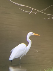 Ardea alba