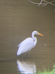 Ardea alba