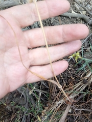 Dianthus caryophyllus