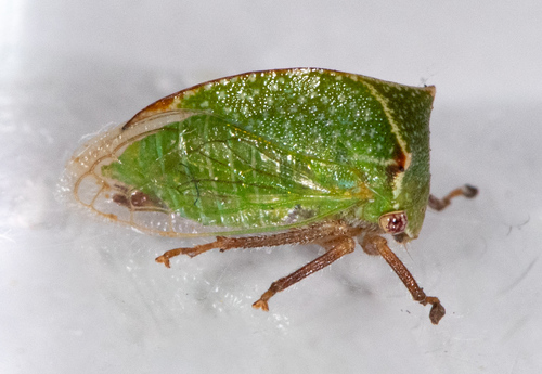 Tortistilus albidosparsus