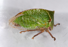 Tortistilus albidosparsa