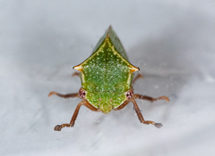 Tortistilus albidosparsa