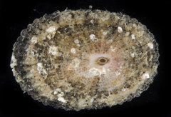 Diodora