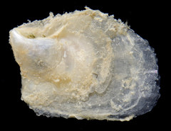 Isognomon