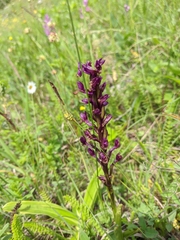 Anacamptis morio caucasica