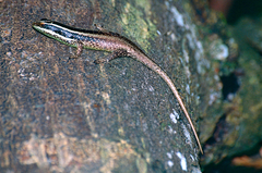 Dasia vittata