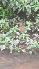 Aramides saracura