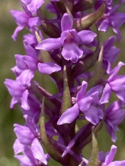 Gymnadenia borealis