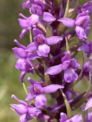 Gymnadenia borealis