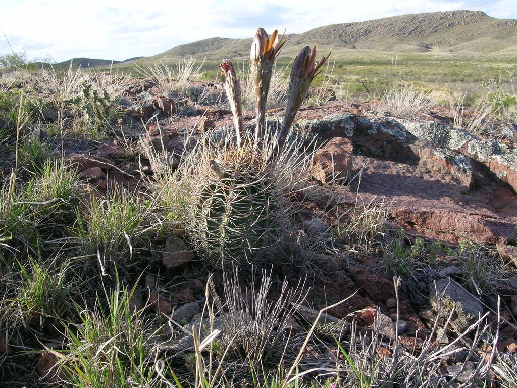 Echinopsis leucantha from Parque Nacional Lihuel Calel, La Pampa ...